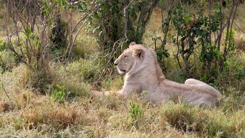 Lioness yawning while resting in the african savannah grass Stock Footage 332561118