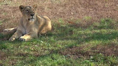 Lioness yawns while resting in the grass Video stock 119106564