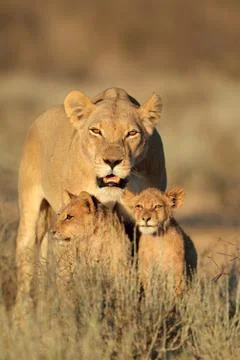 Lioness with young lion cubs, Kalahari desert, South Africa Stock Photos