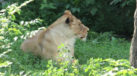 Lioness in a zoo. Stock Footage 55706796