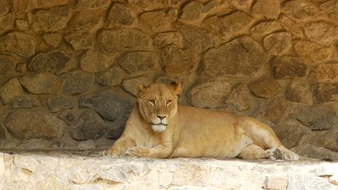 Lioness at the zoo. Stock Footage 80221272