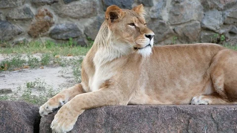 Lioness at the zoo. Stock Footage 80221405