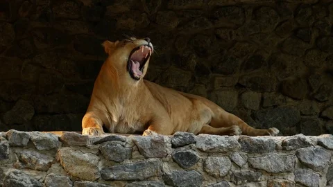 Lioness at the zoo. Stock Footage 80221508
