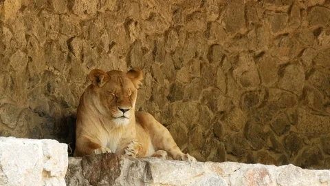 Lioness at the zoo. Stock Footage 80283166
