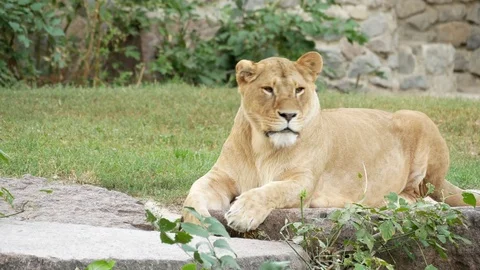 Lioness at the zoo. Stock Footage 80283202