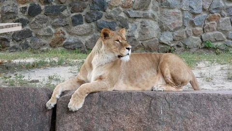 Lioness at the zoo. Video stock 80283223