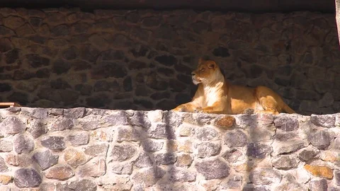 Lioness at the zoo Stock Footage 90253148