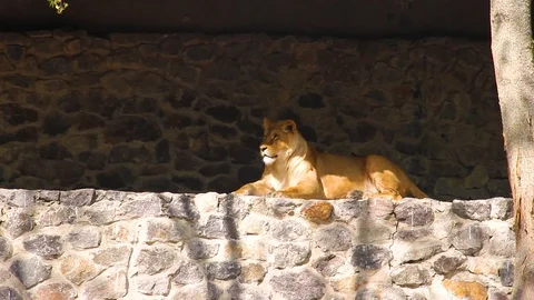Lioness at the zoo Stock Footage 90253154
