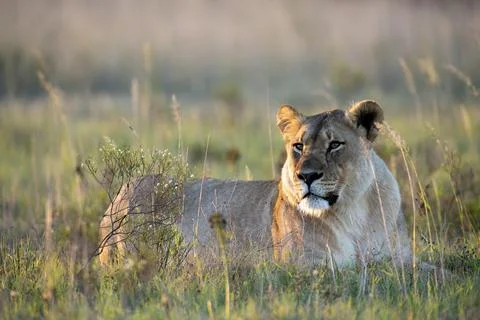 Lioness_2 Stock Photos