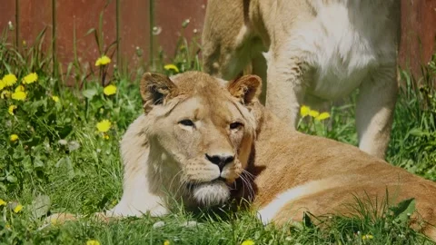 Lionesse lying under the rays of the bright sultry sun Video stock 249393518