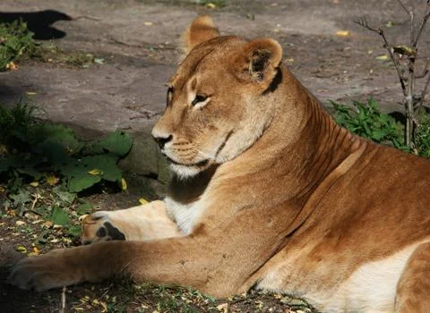 Lionesse Stock Photos