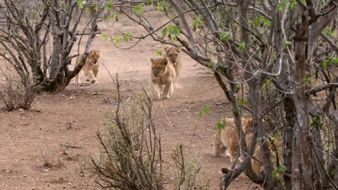 Lionesses and cubs Stock Footage 211808231