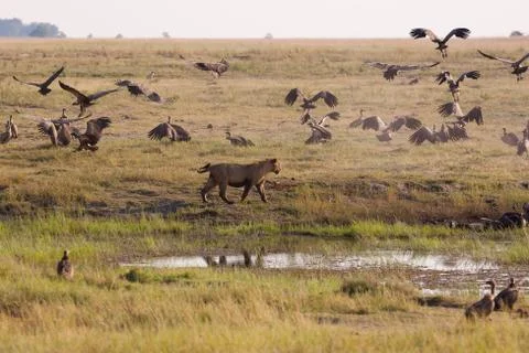 Lionesses chasing vultures from a kill. Stock Photos