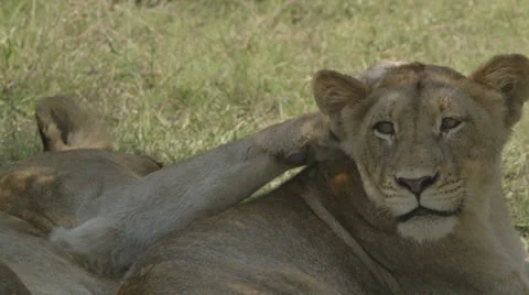 Lionesses curl up Stock Footage 26555090