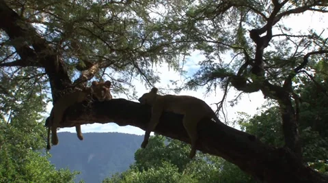 Lionesses drape over a tree branch backlit Stock Footage 35691979
