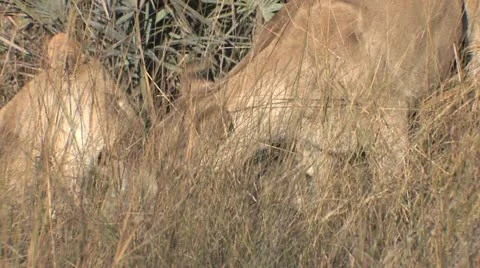 Lionesses eat kill as it screams - abridged coverage Stock Footage 22299905