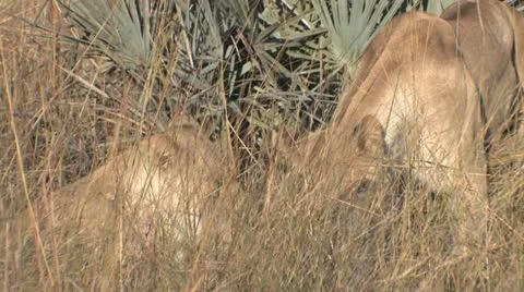 Lionesses eating kill Stock Footage 22299930