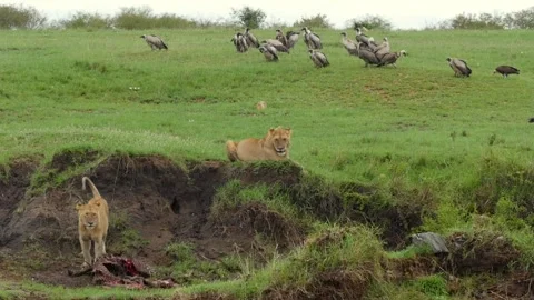 Lionesses eating their kill Stock Footage 132835787
