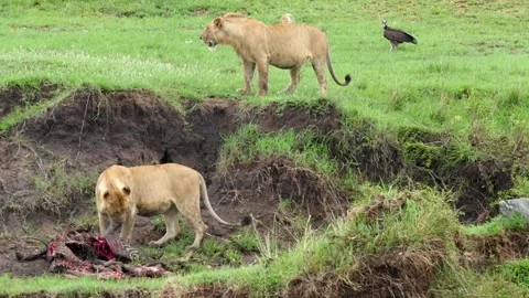 Lionesses eating their kill Stock Footage 132836738