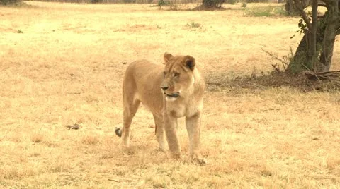 Lionesses Stock Footage 10989316