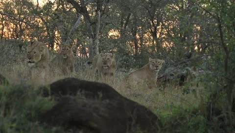 Lionesses growling toether Vídeos de archivo 11399470