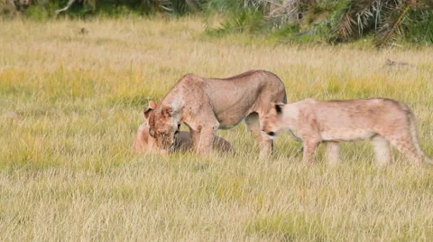 Lionesses, Kenya Stock Footage 54415005