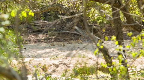 Lionesses Laying on Sandy Dried Riverbed in Africa Video stock 67599651