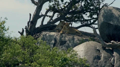 Lionesses lie on a stone in the shade of a tree Stock Footage 104995702