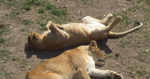 Lionesses lie in the sun Stock-Footage 89449946