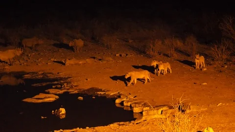 Lionesses night shot, Etosha, Namibia, Africa in 4K Stock Footage 90845116