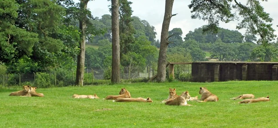 Lionesses Stock Photos