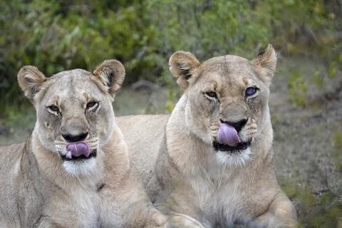 Lionesses Stock Photos