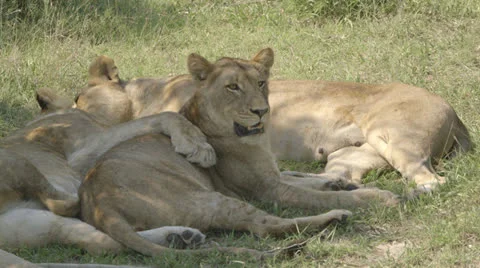 Lionesses relaxing Stock Footage 26546336