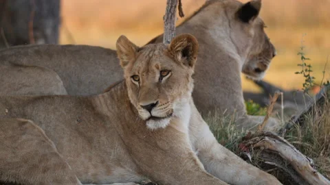 Lionesses Resting Okavango Delta Botswana Stock Footage 135260955