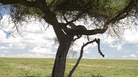 Lionesses resting on tree branches in African savannah 库存影片 311638121