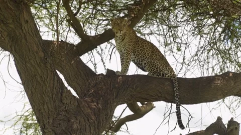 Lionesses resting on tree branches in African savannah Video stock 311638249