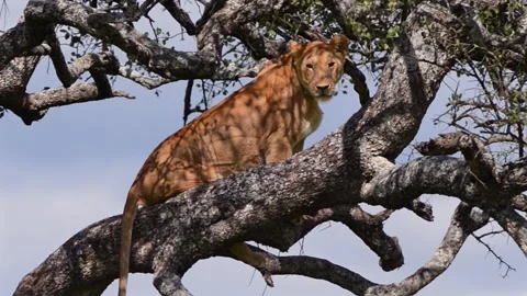Lionesses resting on tree branches in African savannah Stock Footage 311640616
