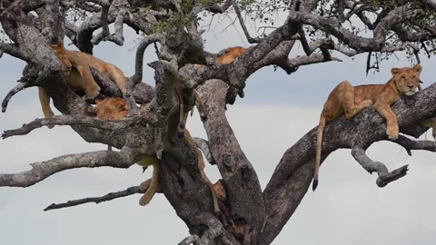 Lionesses resting on tree branches in African savannah Stock Footage 311640770