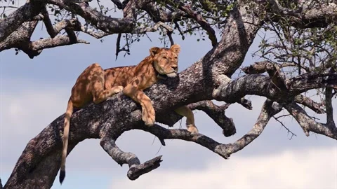 Lionesses resting on tree branches in African savannah Stock Footage 311640779