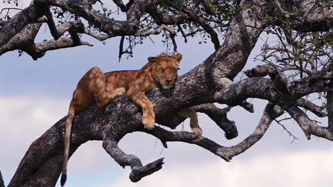 Lionesses resting on tree branches in African savannah Stock Footage 311640806