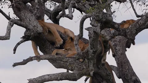 Lionesses resting on tree branches in African savannah Stock Footage 311640860