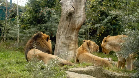 Lionesses showing each other affection with Lion beside them Stock Footage 162508287