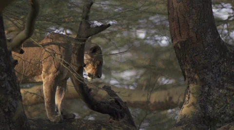 Lionesses standing on a tree branch Stock Footage 33534644