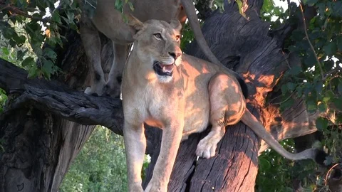 Lionesses on a tree - Botswana Vidéo 79683872