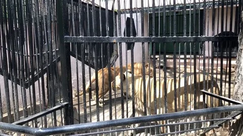 Lionesses walk in the cage. Stock Footage 107735825