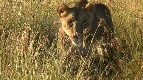 Lionesses walk through grass towards camera Stock Footage 129878809