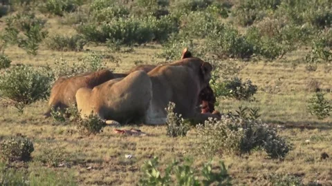 Lionesses working a bone together; two feed in frame — Part 10 Stock Footage 320905635