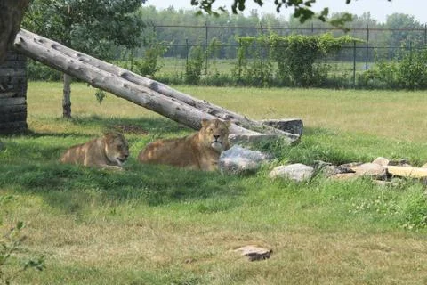Lioness's Up Close 写真素材
