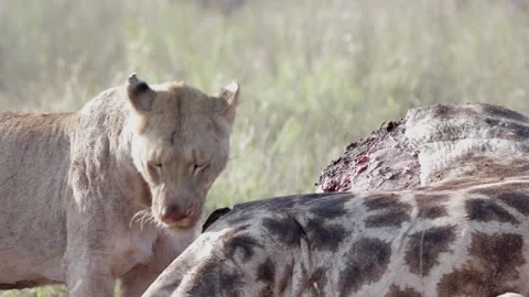Lionesss feeding Stock Footage 301907231