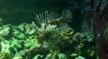 Lionfish 20110925-132628 HD Footage